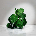 Close-up of fresh green leaves with water droplets on a white background