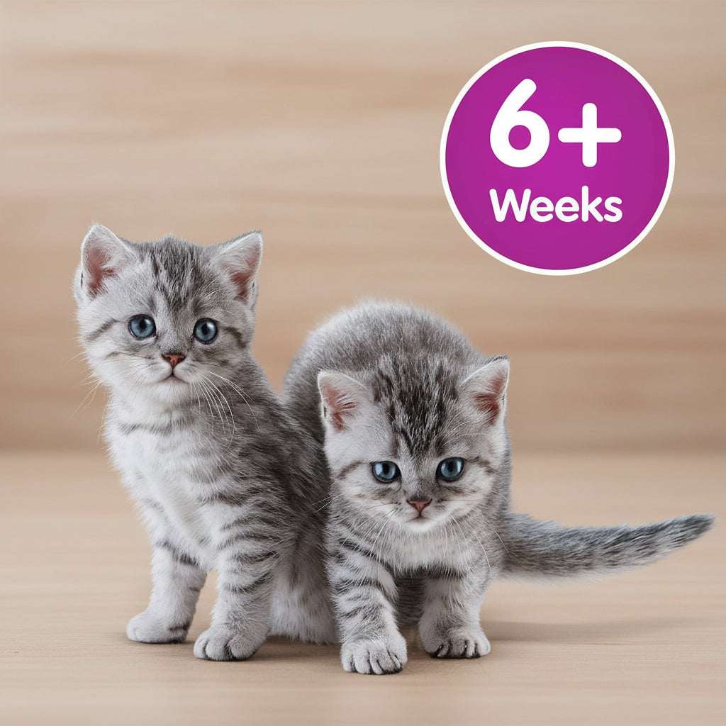 Two kittens on a purple background with '6+ Weeks' text.