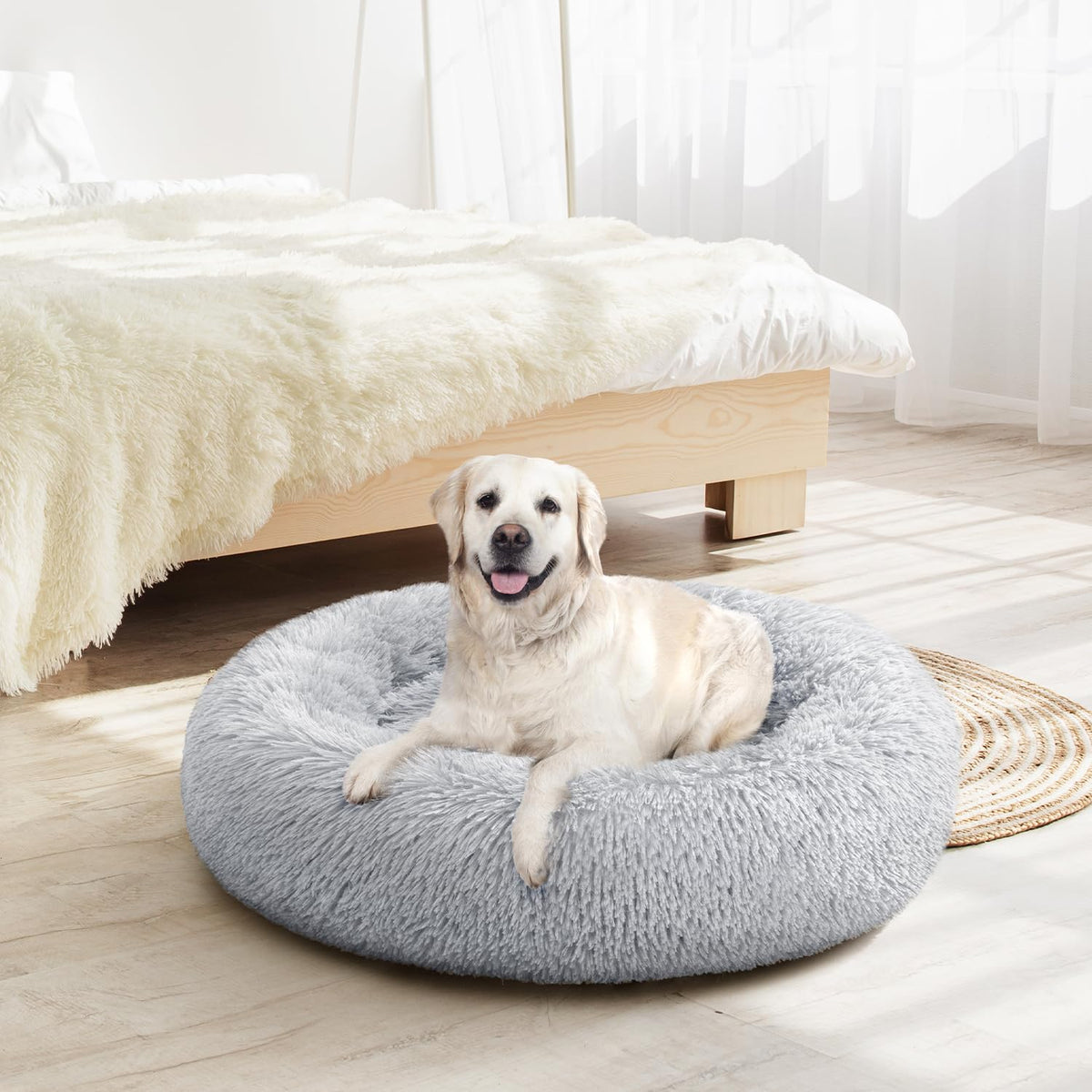 Dog lying on a fluffy gray pet bed in a bright room with a wooden floor and white curtains.