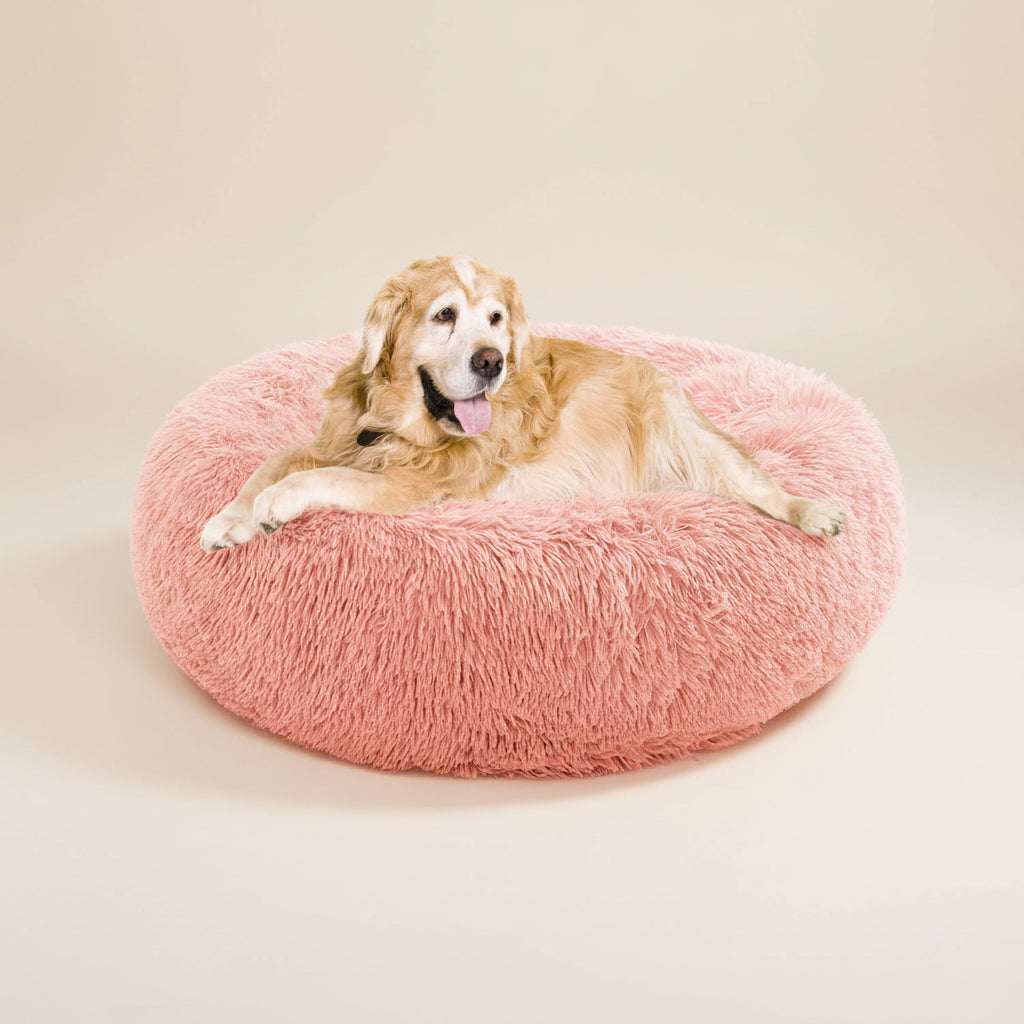 A golden retriever dog lying on a round, fluffy pink pet bed against a plain white background.