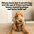 A golden retriever dog lying on a light wood floor in a room, holding a green chew toy in its mouth. Large black text at the top reads: 'Did you know that 4 out of 5 dogs over the age of 3 have oral health issues, caused by plaque and tartar build-up?'.