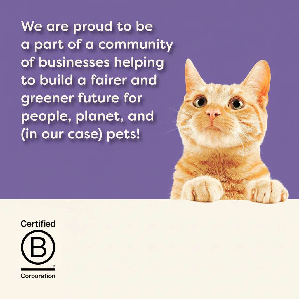Cat on a white surface with text about being part of a community of businesses for a fairer and greener future, with a purple background.
