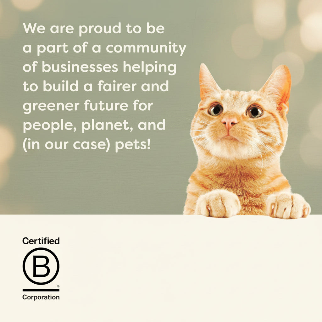 Cat on a white surface with text about being part of a community of businesses for a fairer and greener future, with a purple background.