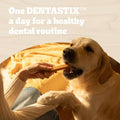 A golden retriever dog is being treated with a dental chew from a person's hand, set against a warm yellow background with a blue banner at the top that reads 'One DENTASTIX™ a day for a healthy dental routine.'.