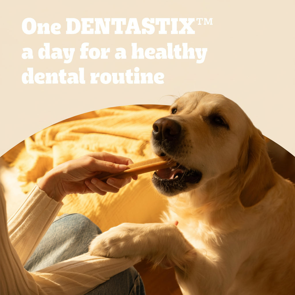 A golden retriever dog is being treated with a dental chew from a person's hand, set against a warm yellow background with a blue banner at the top that reads 'One DENTASTIX™ a day for a healthy dental routine.'.